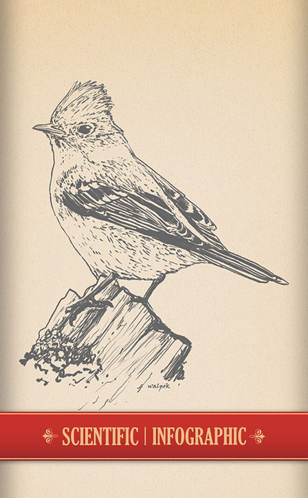 Scientific Illustrations